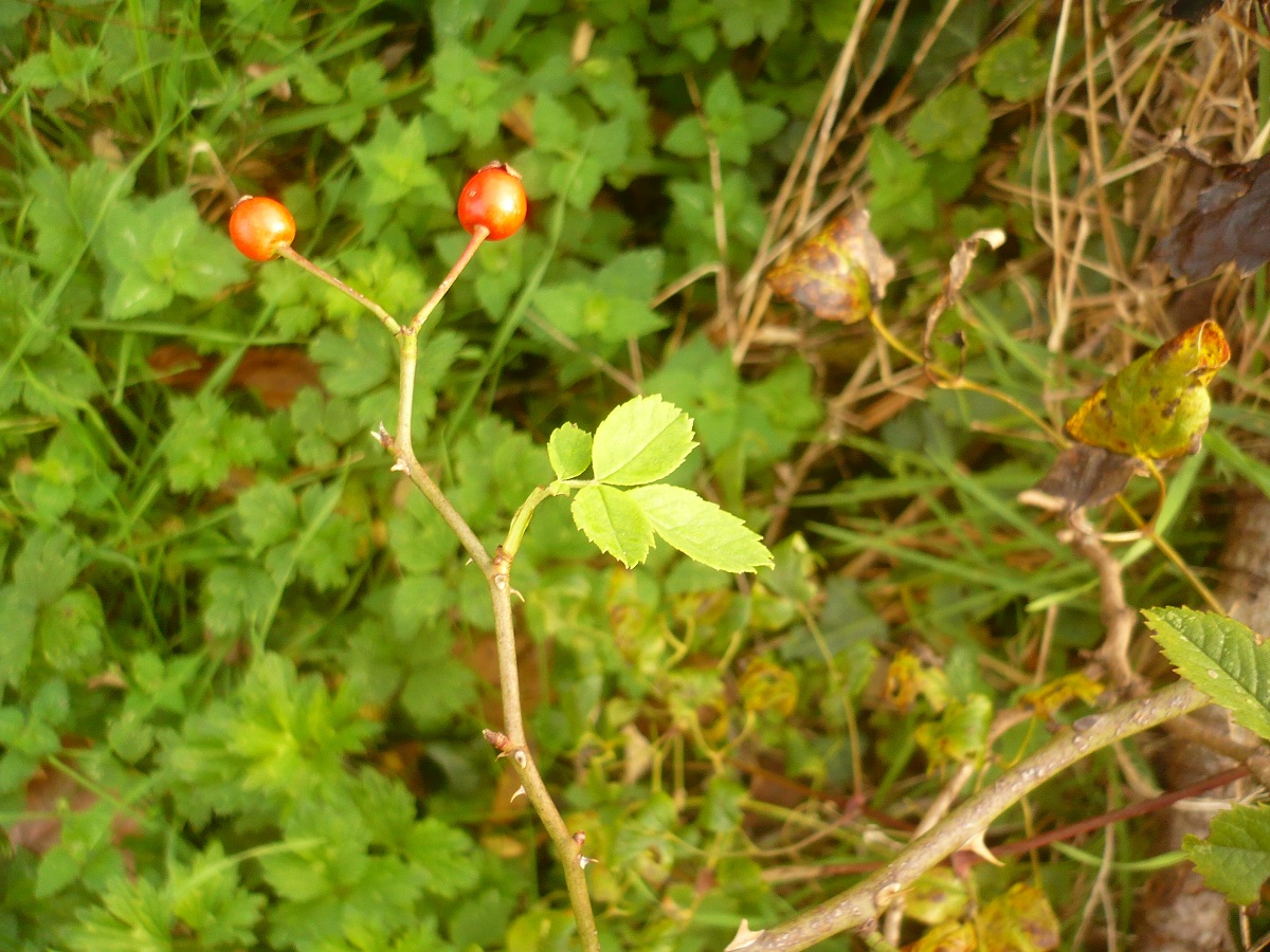 Rosa stylosa (Rosaceae)
